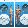 Wie Miboleron den Muskelabbau verhindern kann